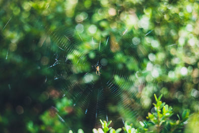 Spider on web