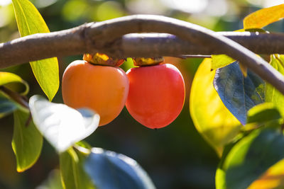 Close-up of fruits growing on tree