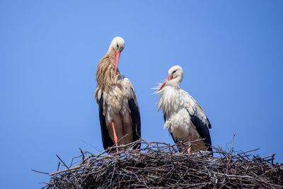 Low angle view of birds perching on nest against clear blue sky