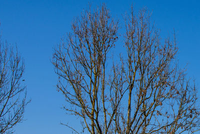 Low angle view of bare tree against clear blue sky