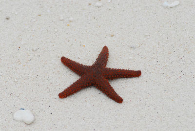 High angle view of a horse on beach