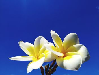 Close-up of blue flower against clear sky