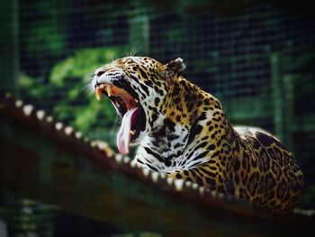 Low angle view of jaguar yawning in zoo