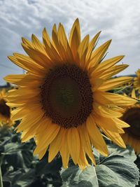 sunflower