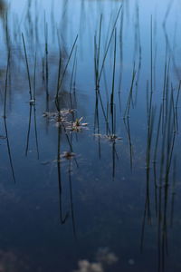 High angle view of plants in lake