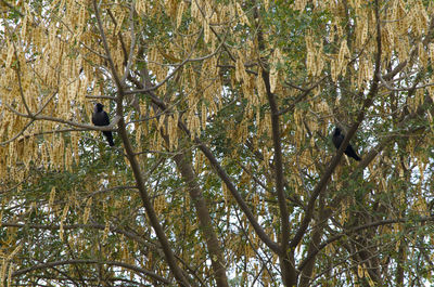 Low angle view of trees