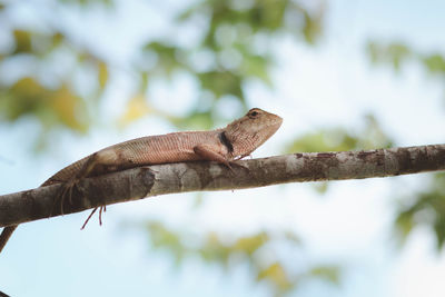 Low angle view of lizard on tree branch