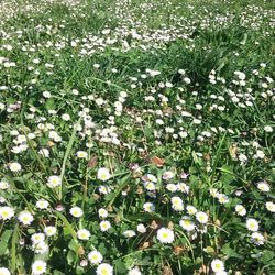 Full frame shot of white daisies blooming in field