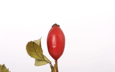 Close-up of red flower against white background