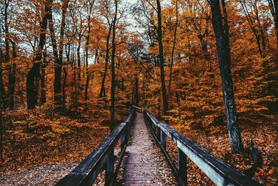 Walkway amidst trees in forest during autumn