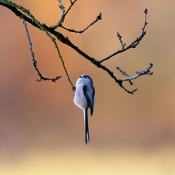 Close-up of bird perching on branch