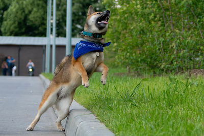 Dog running in grass