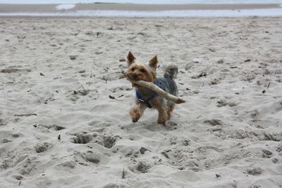 Dog running on beach