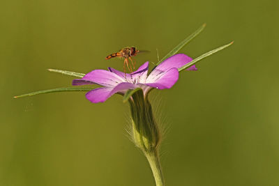 Close-up of insect pollinating on flower
