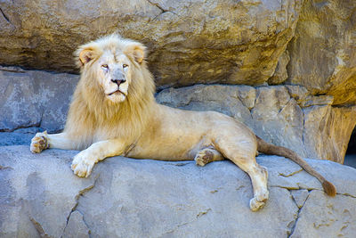 A white lion lying on the rock