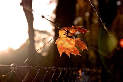 Close-up of dry maple leaf against sky