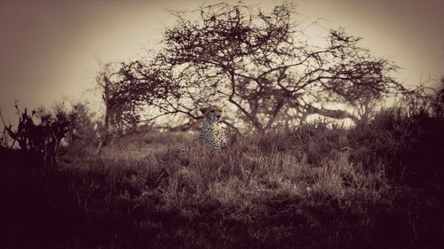 Bare trees on field