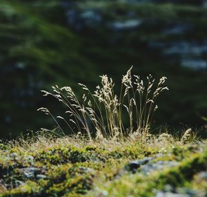 Close-up of grass growing in field