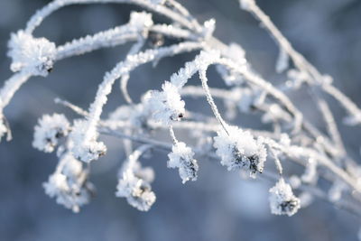 Close-up of frozen plant