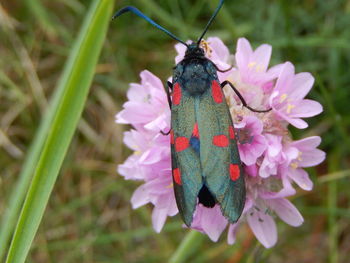 Close-up of butterfly on flower