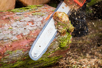 Tree trunks are worked with a chainsaw