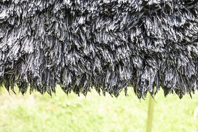 Close-up of frozen tree trunk during winter