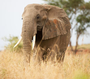 Elephant in a field