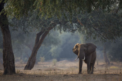 View of elephant on landscape