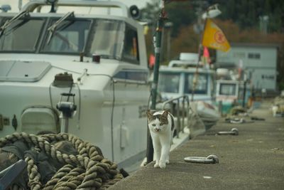 A cat exploring a fishing port of okishima island