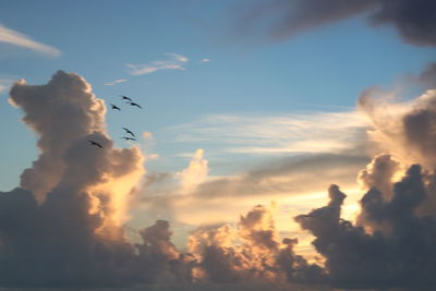 Low angle view of silhouette birds flying against sky