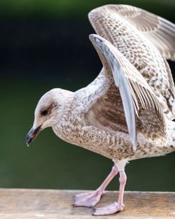 Close-up of bird