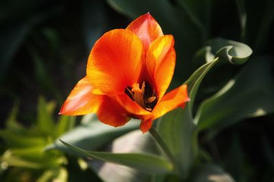 Close-up of orange flower