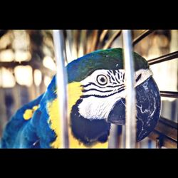 Close-up of parrot in cage