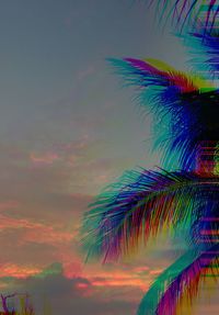 Low angle view of palm tree against rainbow in sky