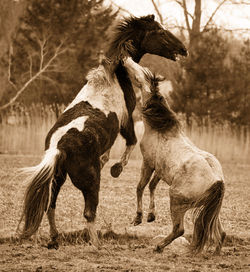 Two horses playing