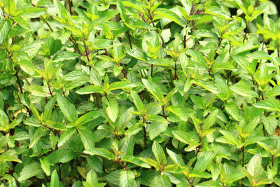 Full frame shot of fresh green leaves