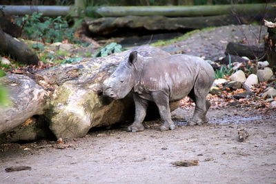 View of animal on rock