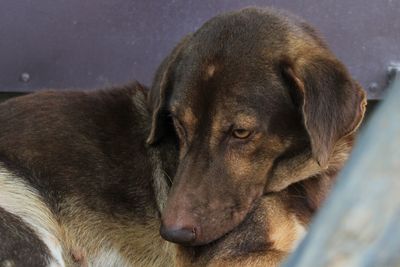 Close-up of dog looking away