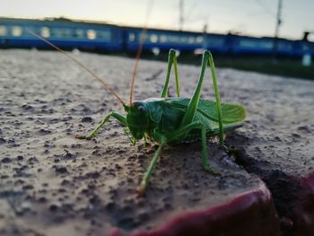 Close-up of insect on sand