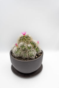 Close-up of potted plant against white background