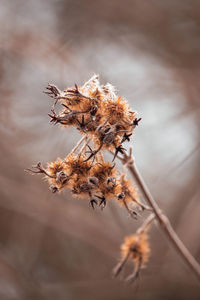 Close-up of dried plant against blurred background