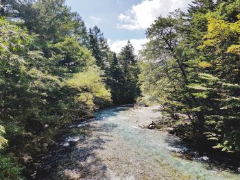 Scenic view of river amidst trees in forest against sky