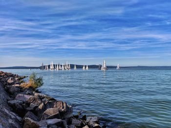 Sailboats swarming on the lake. 