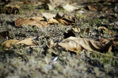 Close-up of plant on field