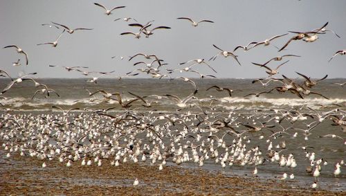 Birds flying over beach against sky