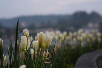 Close-up of flowering plants on field