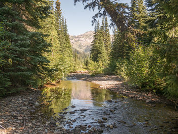 Scenic view of mountain stream amidst trees in forest