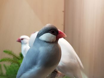 Close-up of a bird