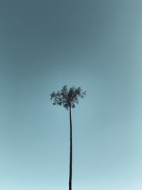 Low angle view of coconut palm tree against clear sky