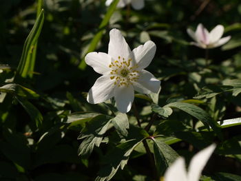Close-up of white flowering plant